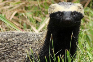 Small grison - predstavnik družine kunih Small grison - predstavnik družine kunih